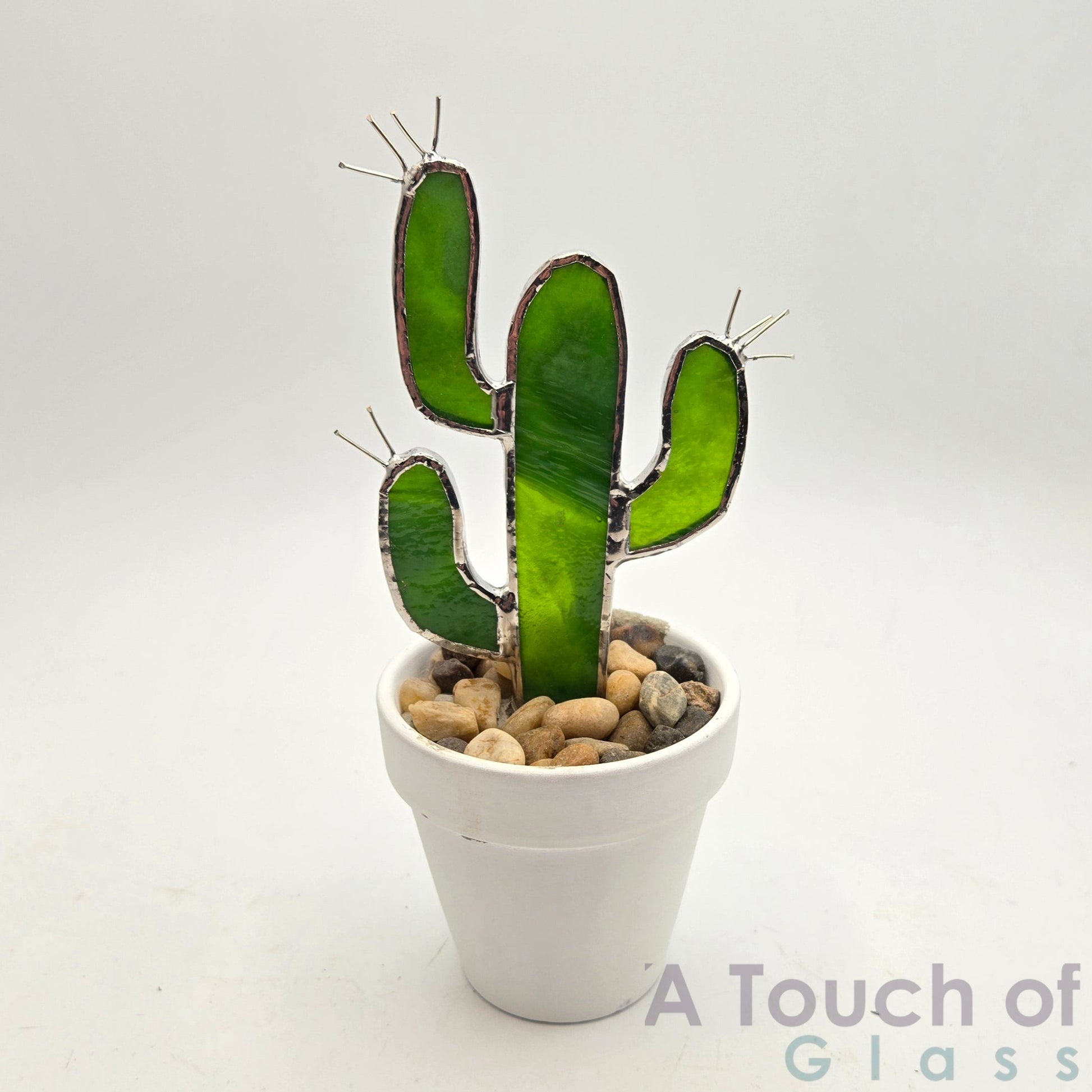 Saguaro in White pot   (15.5 cm / 6 inches).